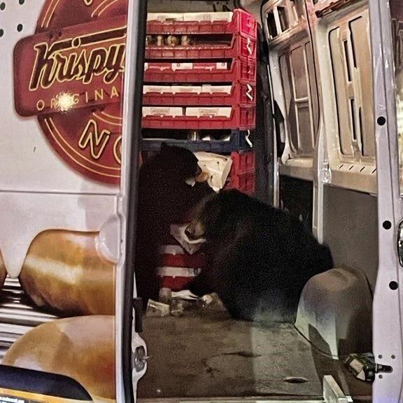 Bears raid a Krispy Kreme doughnut van making deliveries on an Alaska military base